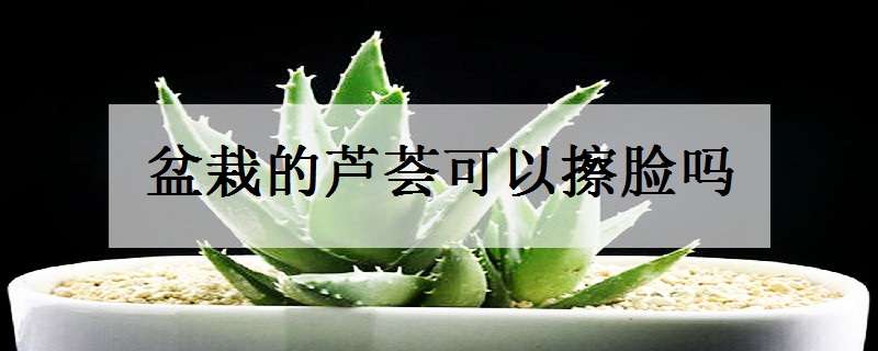 盆栽的芦荟可以擦脸吗 盆栽的芦荟可以擦脸吗可以食用吗?