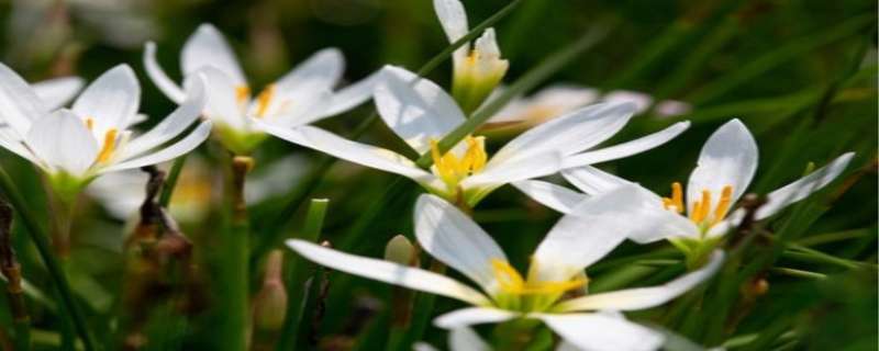 韭菜莲一年开几次花 韭菜莲的花期