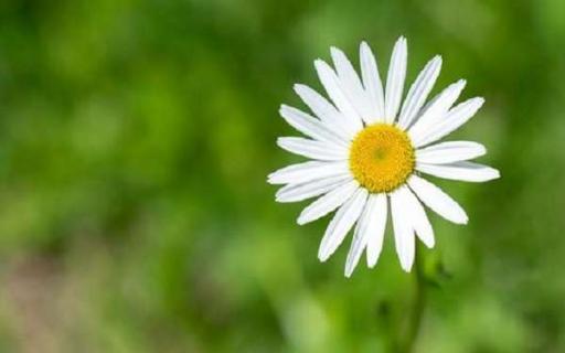 水瓶座的真正守护花 水瓶座守护花和幸运花