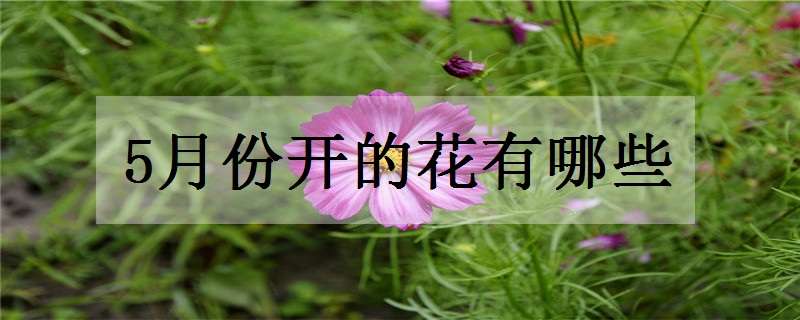 5月份开的花有哪些 5月份开的花有哪些大树