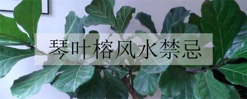 琴叶榕风水禁忌是什么（琴叶榕的风水作用,不知道吧,点进来看看）