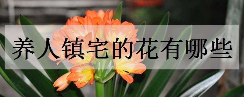 养人镇宅的花有哪些（可以镇宅的花）