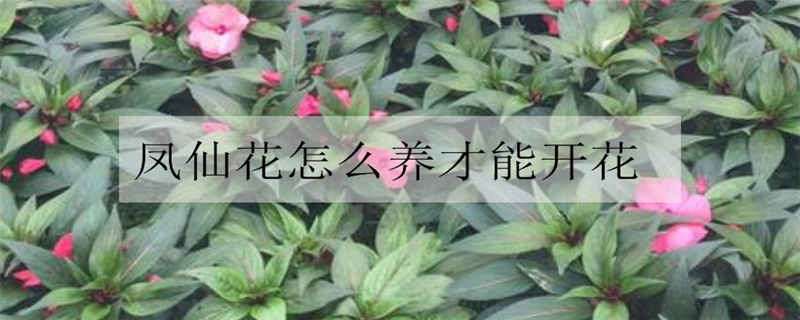 凤仙花怎么养才能开花