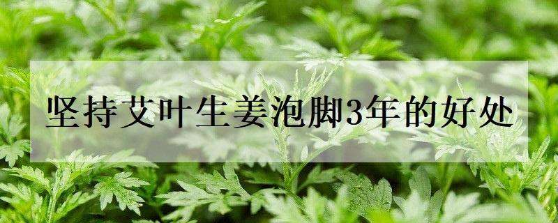 坚持艾叶生姜泡脚3年的好处 坚持艾叶生姜泡脚一个月后的好处