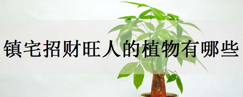 镇宅招财旺人的植物有哪些（镇宅招财旺人的植物有哪些图片）