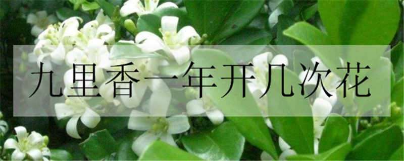 九里香一年开几次花（九里香一年开几次花多少钱）