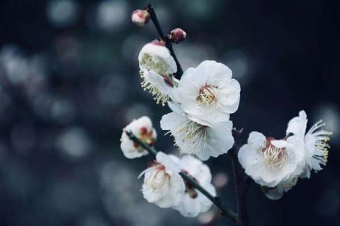 山梅花黄叶掉落怎么办（山梅花花期）