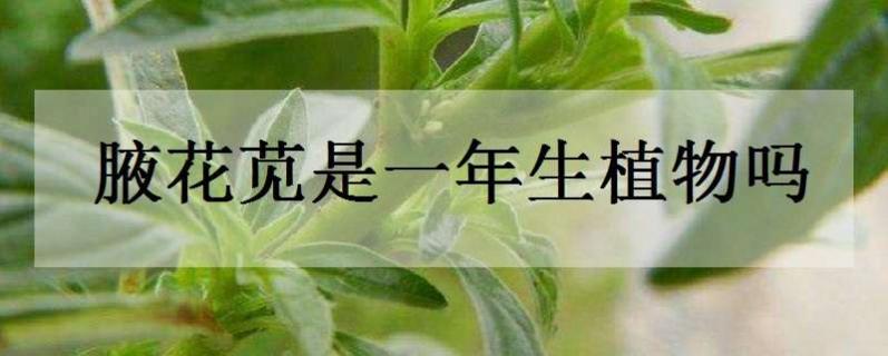 腋花苋是一年生植物吗（腋花苋图片）