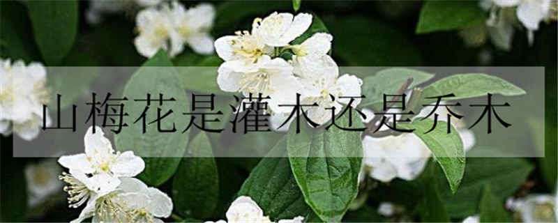 山梅花是灌木还是乔木