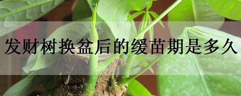 发财树换盆后的缓苗期是多久（盆栽发财树多久换盆）