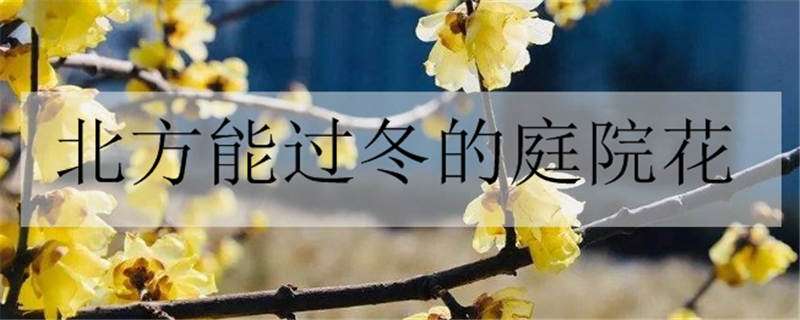 北方能过冬的庭院花有哪些 可以在北方庭院越冬的花