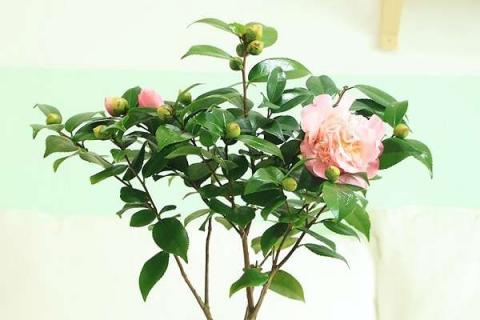 茶花怎么养（茶花怎么养才能更旺盛）