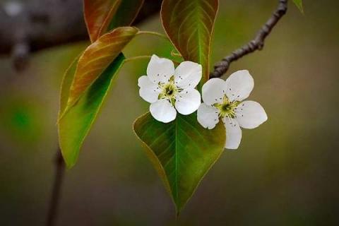 梨花在一天之内几点开放 花期在几月份