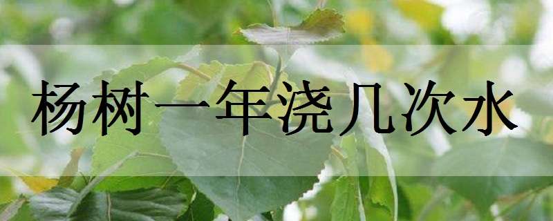 杨树一年浇几次水