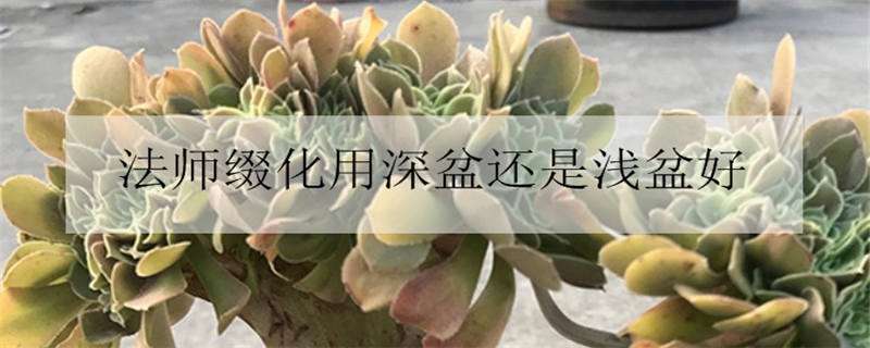 法师缀化用深盆还是浅盆好