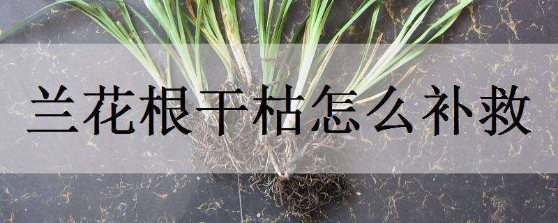 兰花根干枯怎么补救