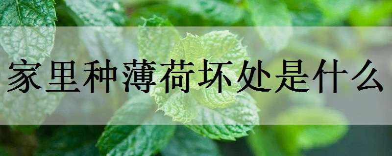 家里种薄荷坏处是什么（家里种薄荷坏处是什么意思）