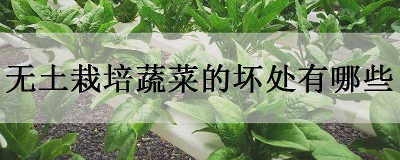 无土栽培蔬菜的坏处有哪些（无土培植蔬菜的利弊）