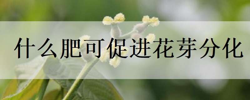 什么肥可促进花芽分化 什么肥可促进花芽分化呢