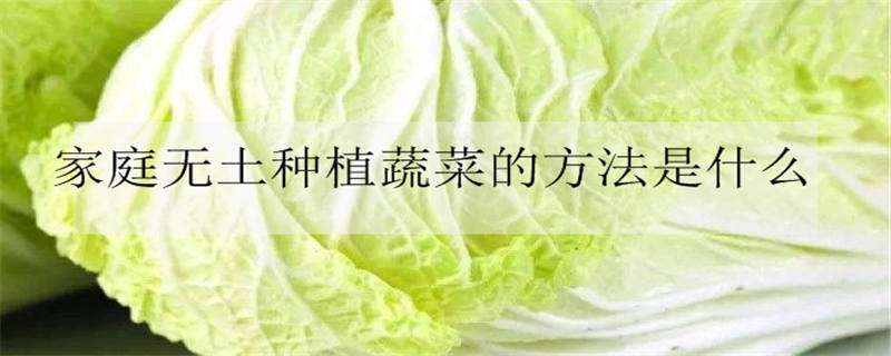 家庭无土种植蔬菜的方法是什么 家庭无土蔬菜种植技术