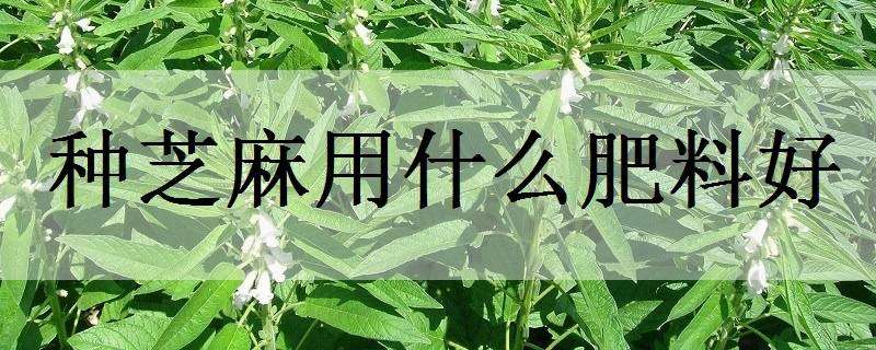 种芝麻用什么肥料好（种芝麻用什么肥料好呢）