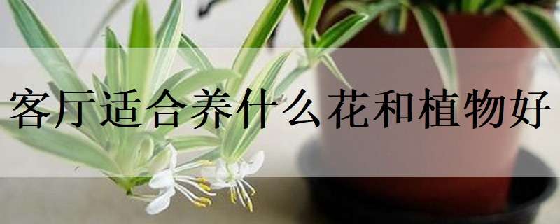 客厅适合养什么花和植物好（客厅适合养什么花和植物好风水鸿运当头）