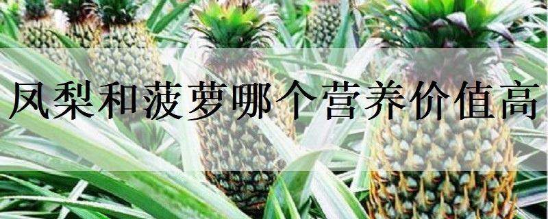 凤梨和菠萝哪个营养价值高（凤梨和菠萝哪个营养好）