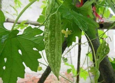 苦瓜需要打顶和剪枝吗 苦瓜的种植管理技术