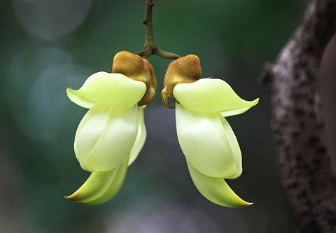 禾雀花怎么养能开花（禾雀花怎么养能开花多）