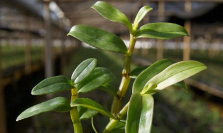 石斛种植条件（石斛种植基地）