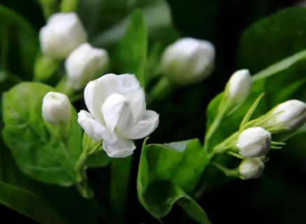 茉莉花几月开花（茉莉花几月开花,怎么栽种）