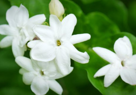 茉莉花夏天几天浇一次水（茉莉花几天浇一次水比较好）