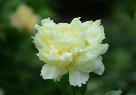 芍药花叶子干枯了是什么原因 芍药花叶子发黄干枯怎么办