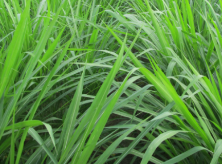 黑麦草什么时候种植好 黑麦草什么时候种植好一点