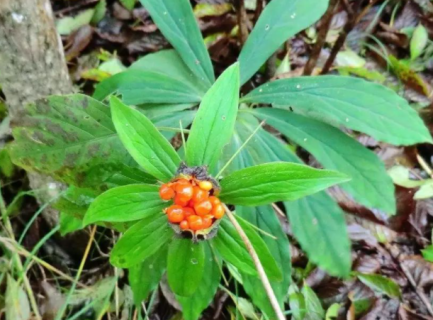 七叶一枝花如何种植 七叶一枝花功能主治男性