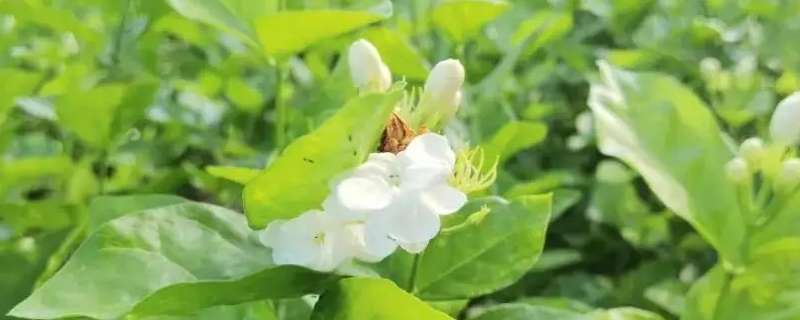 茉莉花几点开（茉莉花几点开花）