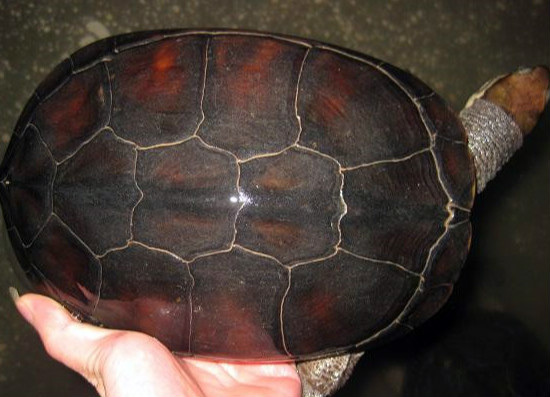 越南石龟的养殖方法，你都清楚么（越南石龟怎么养）