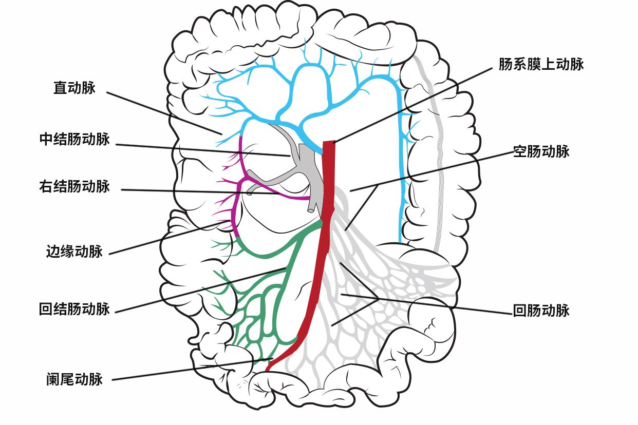 肠系膜上下动脉解剖图图片